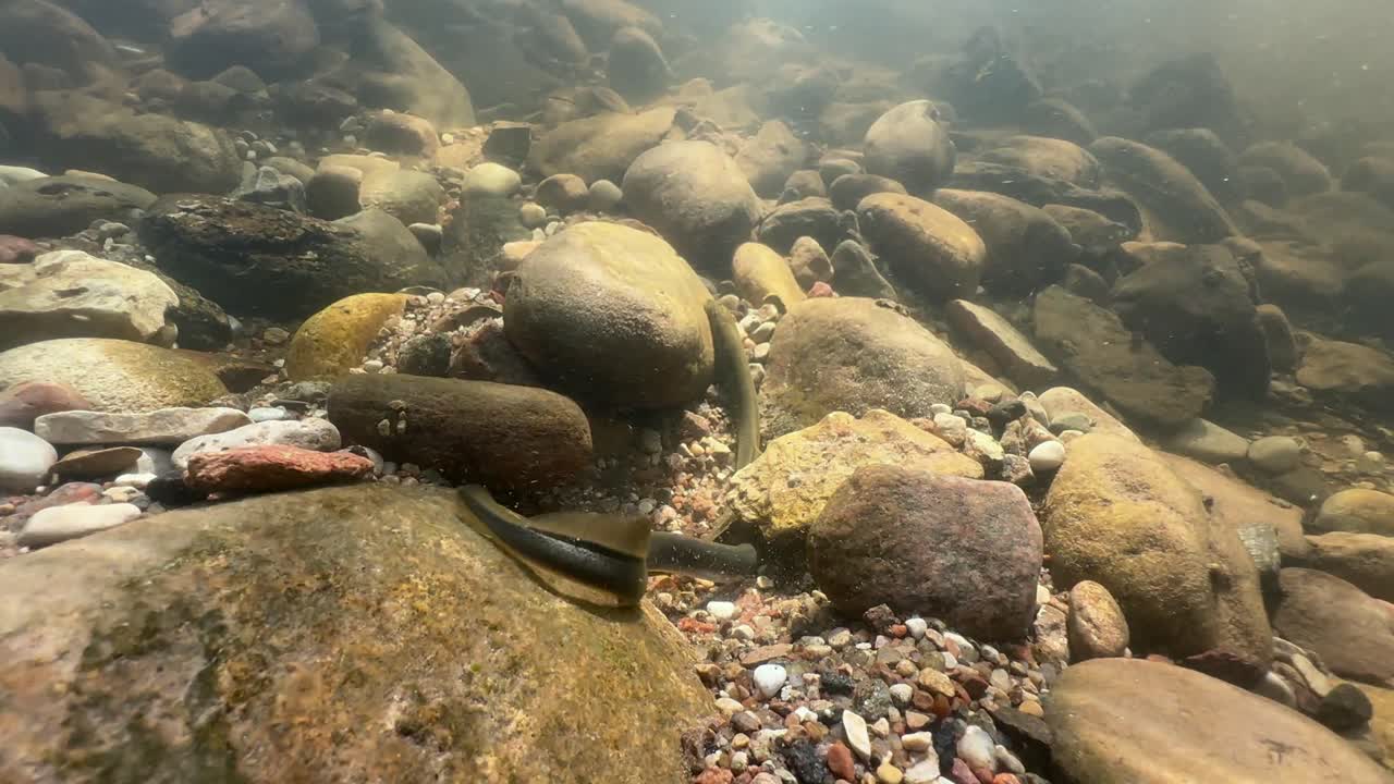 Slow motion (2x) footage of Brook lampreys (Lampetra planeri) fighting in a shallow stream at the spawning site. Estonia.