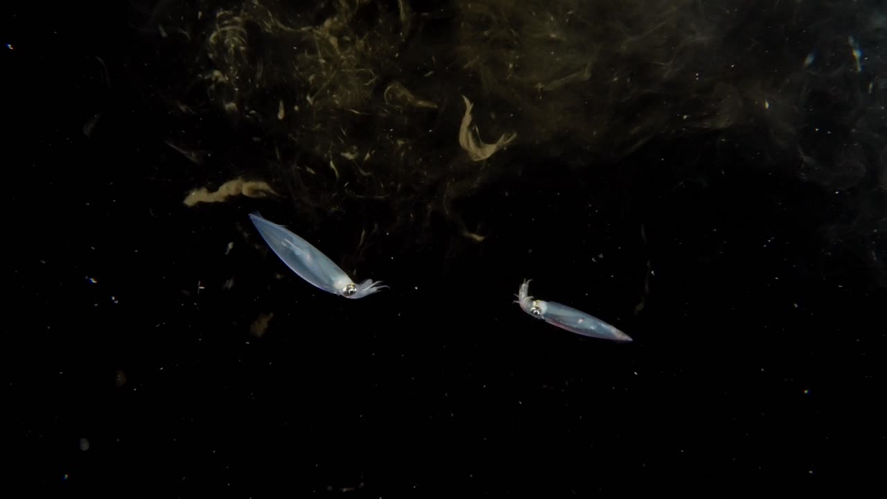 해안 오징어는 검은 물에서 수영하고 잉크 구름에 숨어, 다른 오징어와 함께