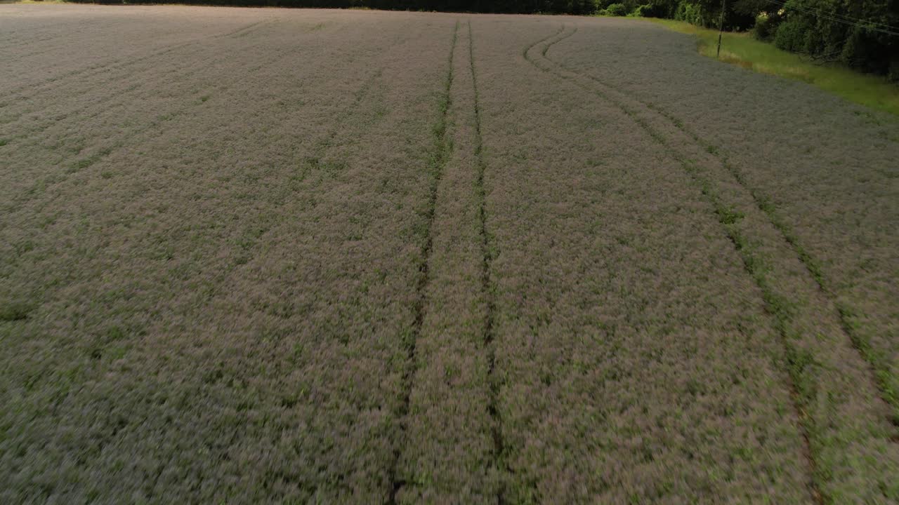 Vista aerea bassa sopra un prato di terreno agricolo incolto a Devizes, seguendo le linee dei solchi in una coltura precoce.