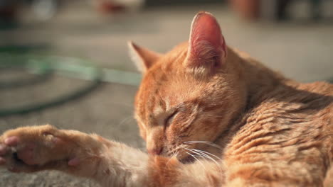 Close-up-macro-static-shot-of-cute-orange-cat-with-soft-and-fluffy-fur-playing-and-grooming-in-sun