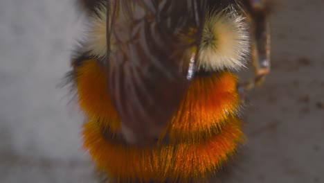 mason bee cleaning its abdomen