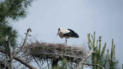 teich birds 08