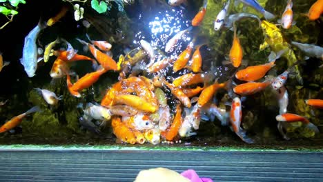 niño pequeño alimentando coloridos peces tropicales en el acuario