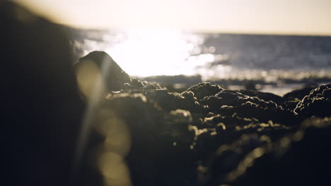 Shells-on-the-beach-with-wave-crashing-in-the-background