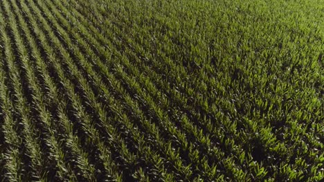 Rows-of-corn-in-field-swaying-gentle-in-wind-during-sunny-day,-aerial