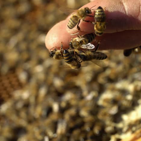 beekeeper is working with bees and beehives on the apiary. bees on honeycomb. frames of a bee hive. beekeeping. honey.