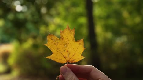 Sosteniendo-Una-Hoja-De-Arce-Amarilla-En-La-Mano-En-Otoño