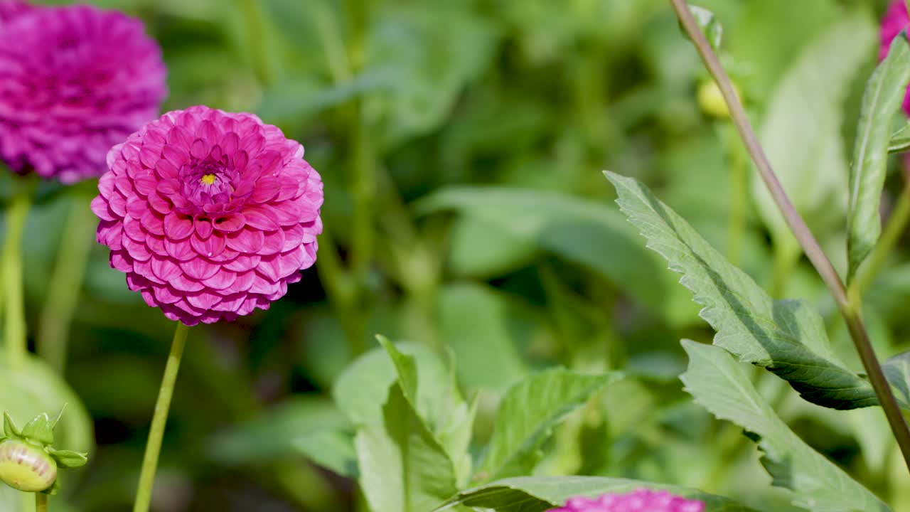 Pink dahlia flower sways gently in botanical garden, natural daylight, soft focus background