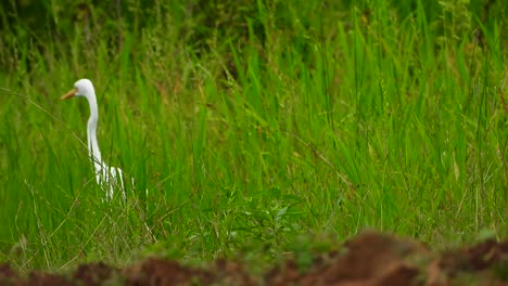 Egret-finding-food-UHD-MP4-4k