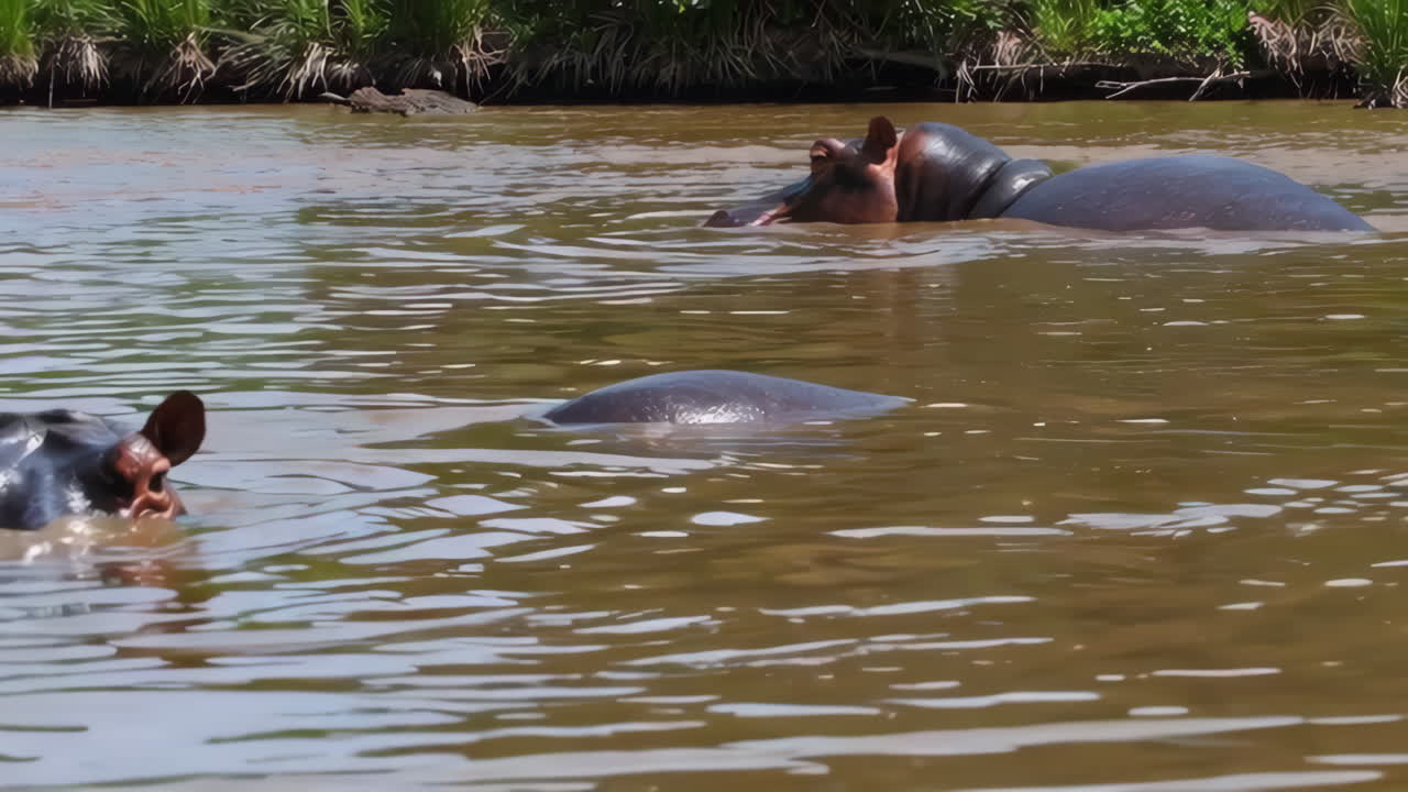 hipopótamos en un río