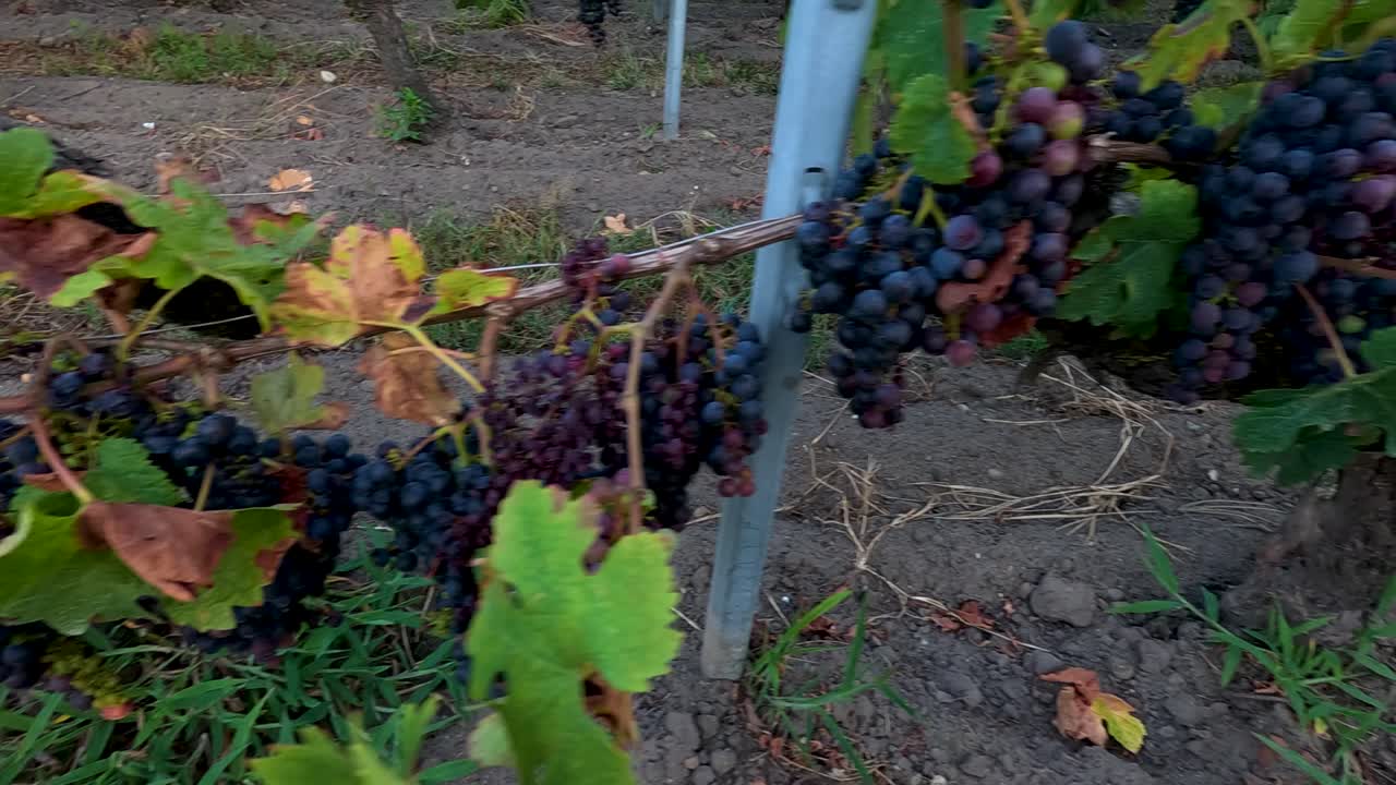 uvas madurando en un paisaje pintoresco de viñedos
