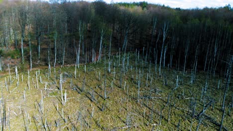 amber mountain sanctuary  in lublewo gdańskie, poland