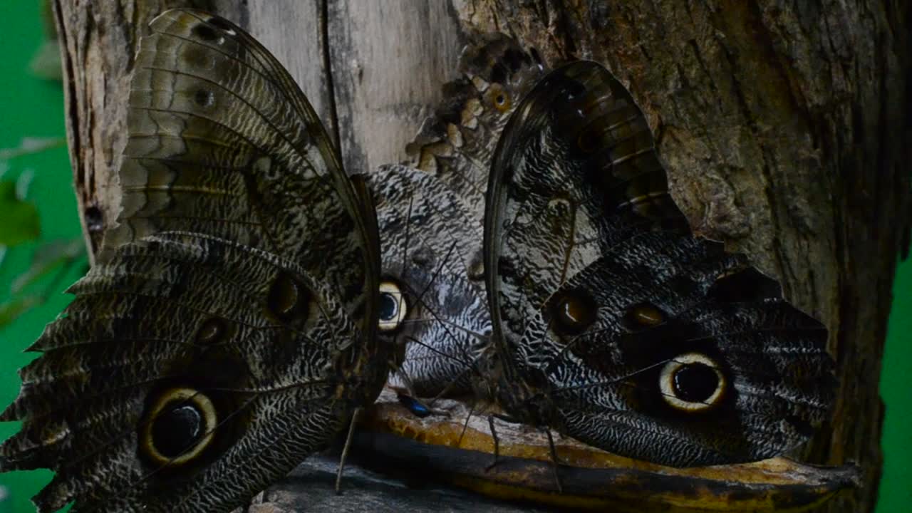 mariposa