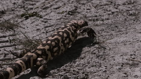 increíble monstruo de gila arrastrándose por la tierra en el desierto