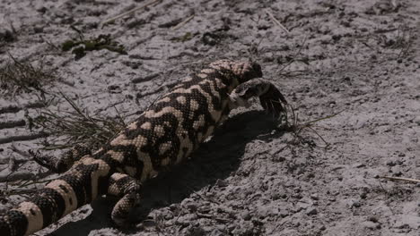 amazing gila monster crawling across dirt in the desert