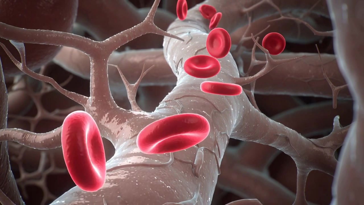 Heartbeat pulsing central vessel propelling red cells downward through capillary, passing branches