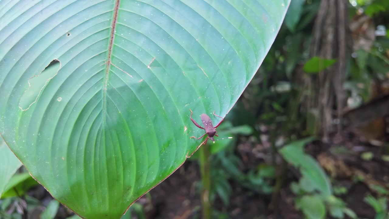 Close-up of a Leaf-footed Bug rests on the edge of a huge palm leaf in a rainforest in Costa Rica