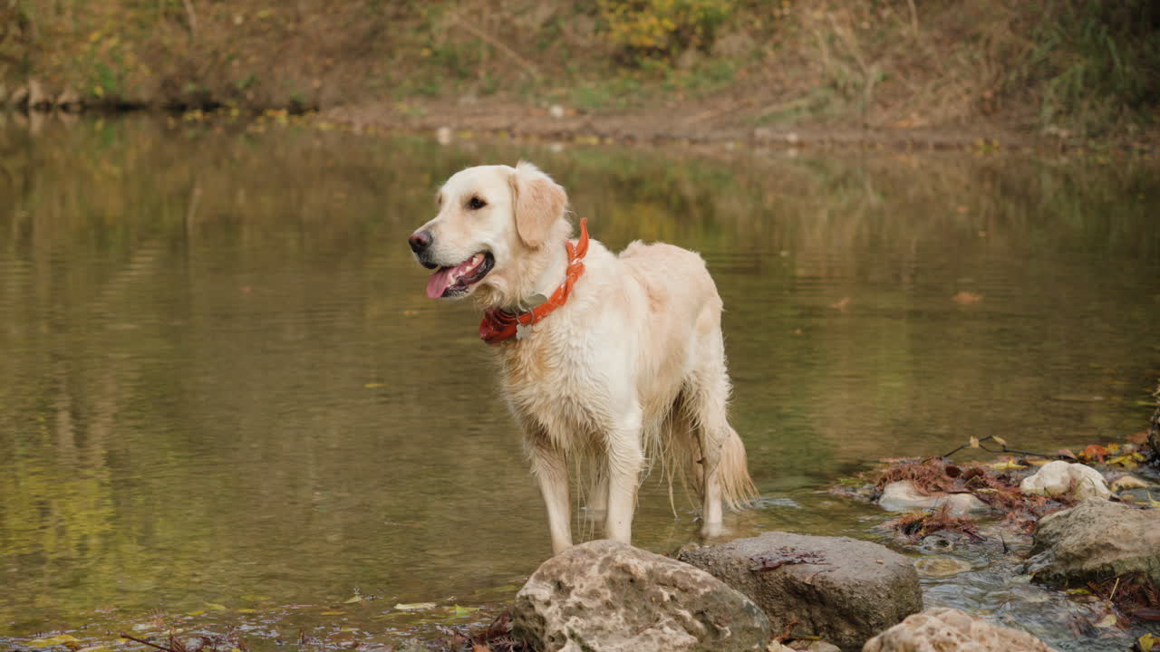 Portrait of cream white golden retriever dog standing in a shallow river on dog walk