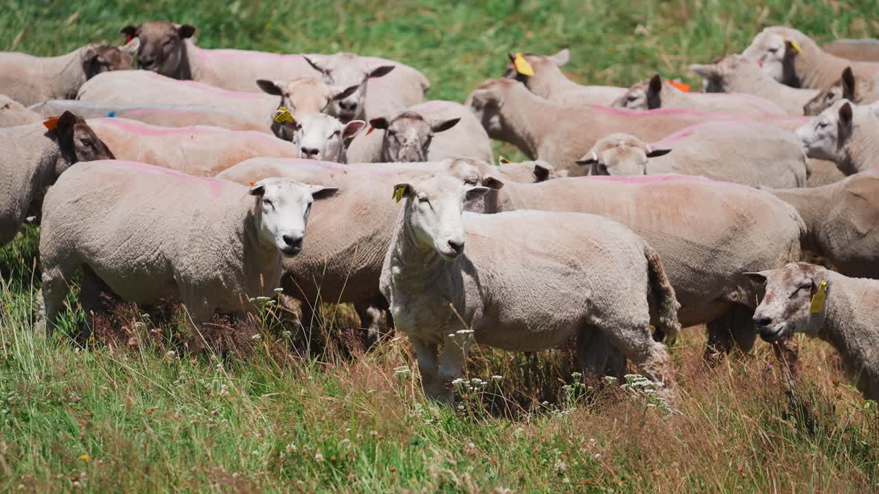 ovejas curiosas mirando mientras están de pie en pastos de hierba en un día soleado