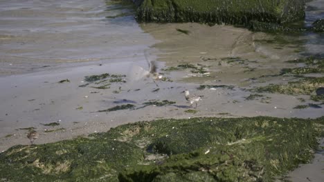 Dunlin-birds-wading-on-shore-fighting-over-foraging-space-in-search-of-food