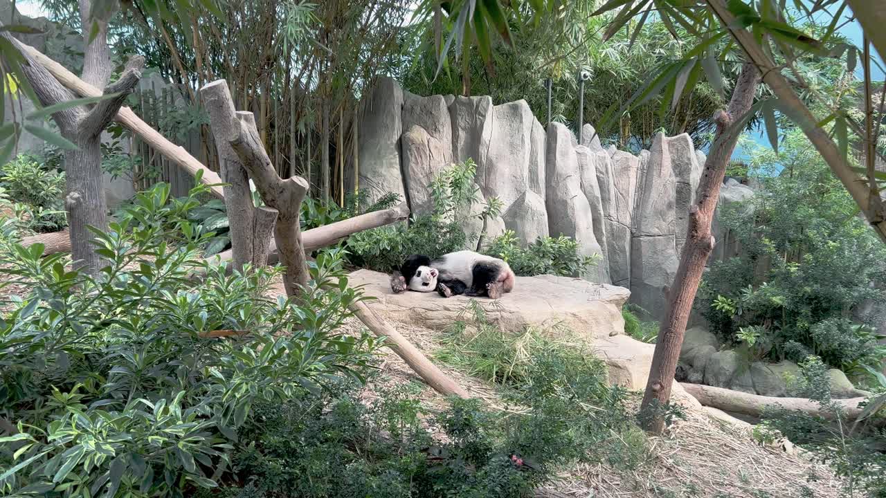 ambiente de bosque de bambú cinematográfico, un lindo panda gigante, ailuropoda melanoleuca, bostezando y cambiando su posición para dormir durante la siesta en el zoológico de singapur, reserva de vida silvestre de mandai, sudeste de asia