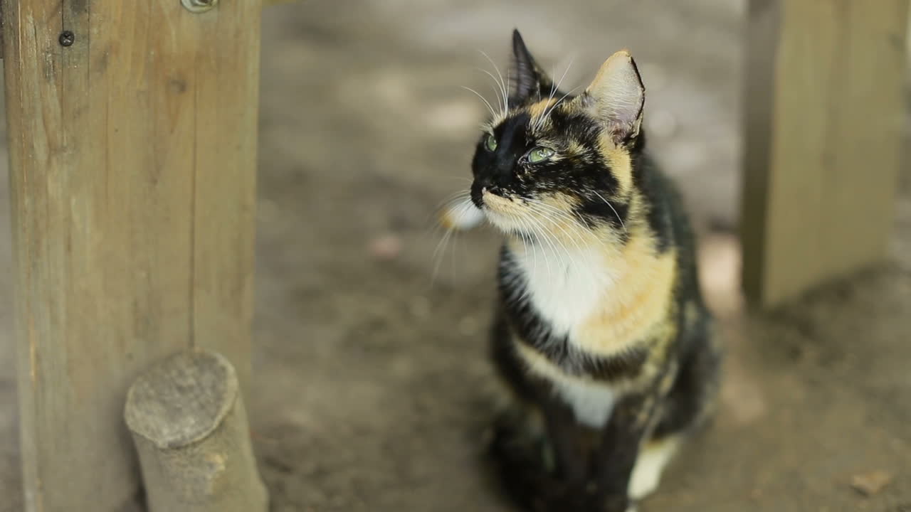 Street Cat Sitting On Nature. Little cat sitting on nature and watching