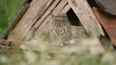 medium static shot transition from wildflowers to an owlet standing on an old barn