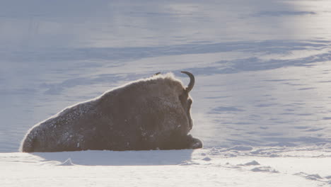 european bison lying down in snow covered landscape, telephoto from behind