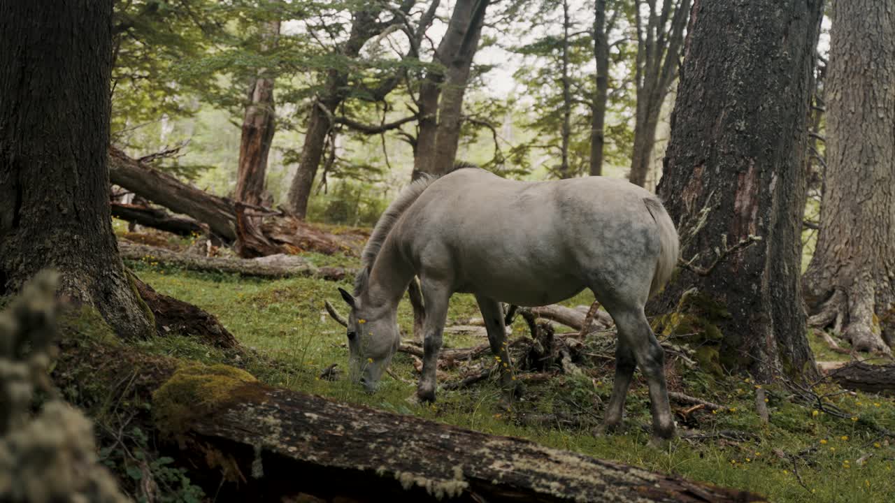 Cavallo bianco che mangia l'erba in mezzo al bosco in Patagonia.