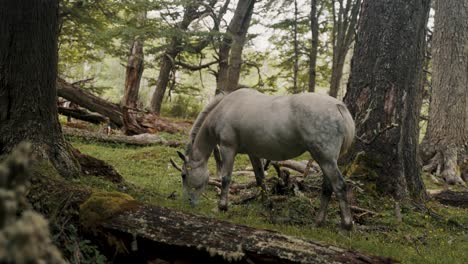 Caballo-Blanco-Comiendo-Hierba-En-Medio-Del-Bosque-En-La-Patagonia