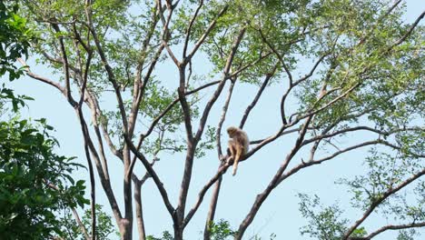 Lar-Gibbon,-Hylobates-Lar,-Weibchen