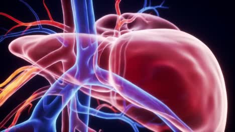 detailed visualization of the human heart and circulatory system: a close-up look at the heart's anatomy, blood vessels, and overall structure for educational purposes