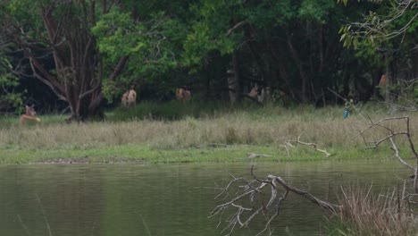 Visto-En-El-Lado-Derecho-Posado-En-Una-Rama-De-Un-árbol-Caído-En-El-Lago,-Salta-Para-Mirar-Al-Frente-Exponiendo-Su-Pecho-Naranja