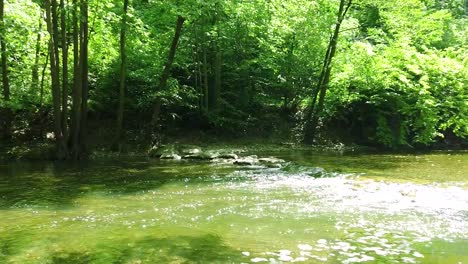 a vivid green forest traversed by a peaceful small river and with a beam of sun