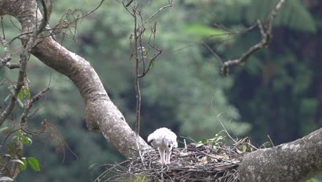 a small javan eagle with white feathers is alone in its nest in the wild