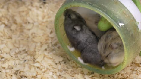 hamsters running in wheel
