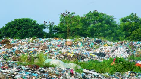 birds perched on trees and circling around pile of garbage at landfill site