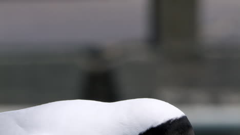 Close-up-of-a-seagull's-head-on-the-seashore