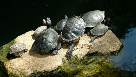 tortoises relaxing and enjoying the sunshine