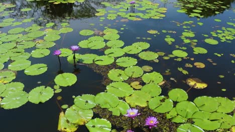 many royal victory plants in water