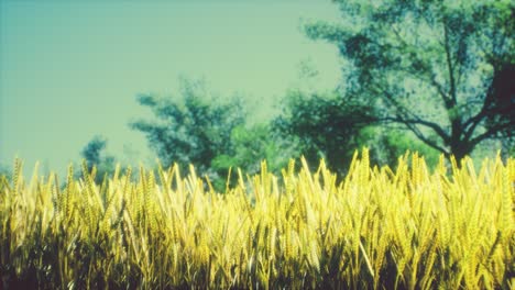 Szene-Des-Sonnenuntergangs-Oder-Sonnenaufgangs-Auf-Dem-Feld-Mit-Jungem-Roggen-Oder-Weizen-Im-Sommer