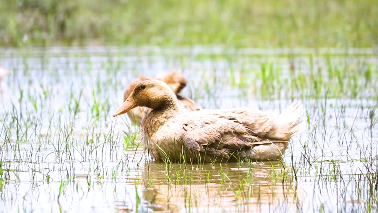 Avian refreshment: rouen clair ducks cleansing their plumage in Bangladesh's rice fields