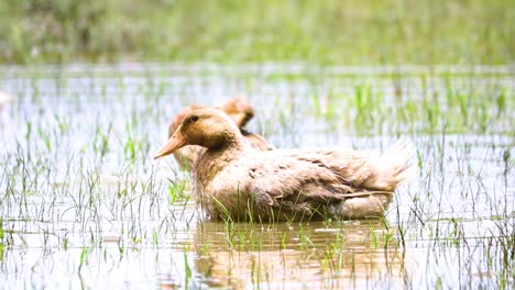 avian refreshment: rouen clair ducks cleansing their plumage in bangladesh's rice fields