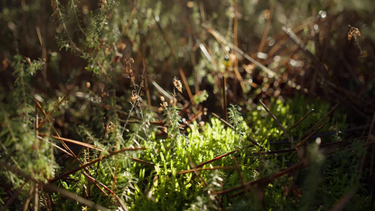 cerrar la luz del sol iluminando el suelo y las ramas de pino en un bosque