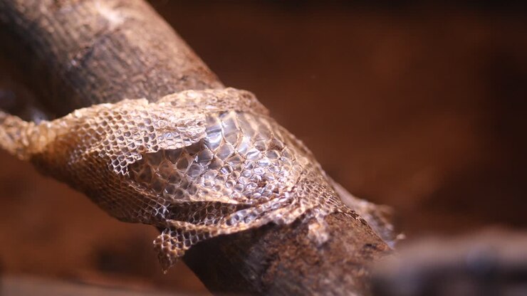 Snake shedding skin