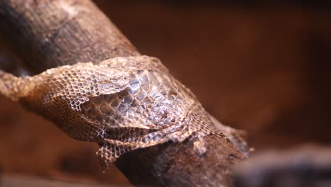 snake shedding skin