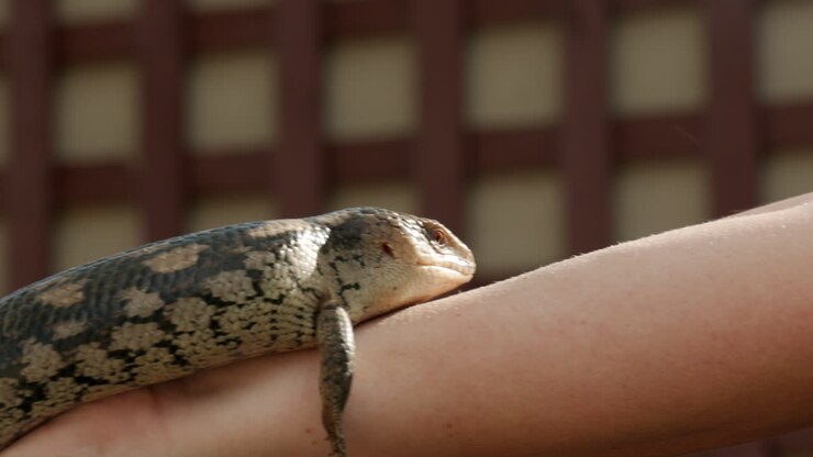 Dierenverzorger van een Australisch opvangcentrum houdt een blauwtongskink vast