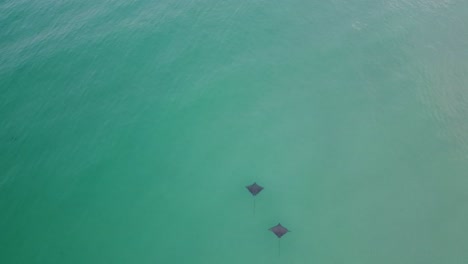 Spotted-Eagle-Rays-swim-in-shallow-clear-water,-seen-from-above