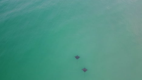 Los-Rayos-De-águila-Manchados-Nadan-En-Aguas-Claras-Y-Poco-Profundas,-Vistos-Desde-Arriba