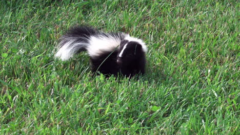 a skunk walking around in the green grass of a lawn